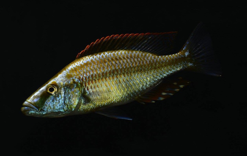 Dimidiochromis compressiceps